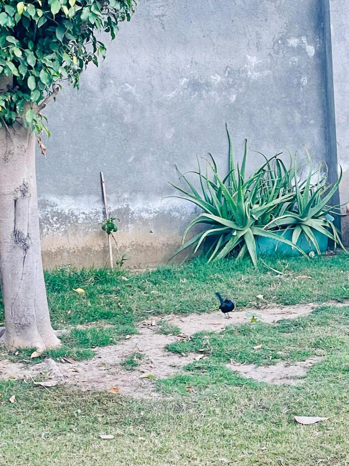 Sukoon Farm Villa Gurgaon Luaran gambar